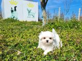 Miniboy Kore Kanı Maltese Bebekler -- Sun Kennels