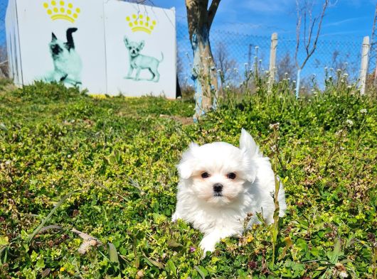 Miniboy Kore Kanı Maltese Bebekler -- Sun Kennels görsel