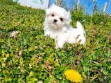 Miniboy Kore Kanı Maltese Bebekler -- Sun Kennels