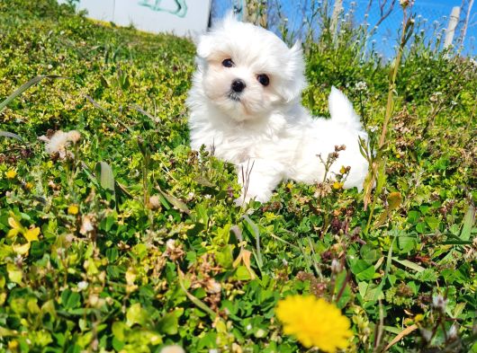 Miniboy Kore Kanı Maltese Bebekler -- Sun Kennels görsel