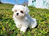 MiniBoy Kore Kanı Maltese Bebekler -- Sun Kennels