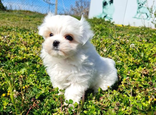 Miniboy Kore Kanı Maltese Bebekler -- Sun Kennels