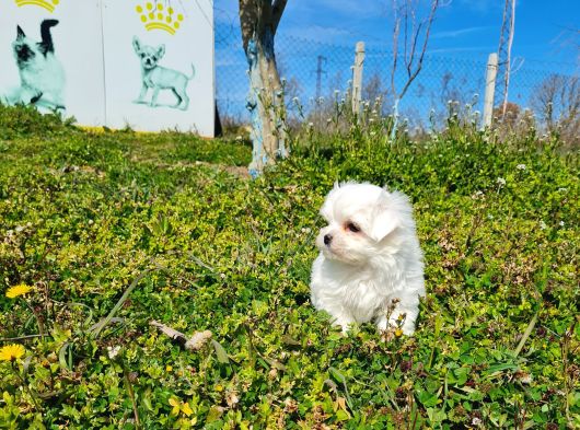 Miniboy Kore Kanı Maltese Bebekler -- Sun Kennels görsel