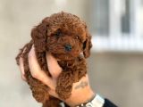 Mükemmel A Kalite Toy Poodle Yavrularımız