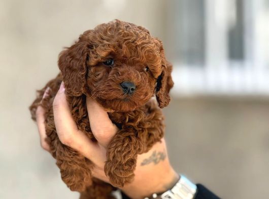 Mükemmel A Kalite Toy Poodle Yavrularımız görsel
