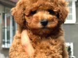 Mükemmel A Kalite Toy Poodle Yavrularımız
