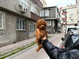 Mükemmel A Kalite Toy Poodle Yavrularımız