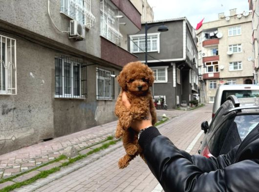 Mükemmel A Kalite Toy Poodle Yavrularımız görsel