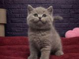 Ori̇ji̇nal Bri̇ti̇sh Shorthai̇r Yavrulari
