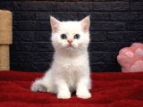 Ori̇ji̇nal Bri̇ti̇sh Shorthai̇r Yavrulari