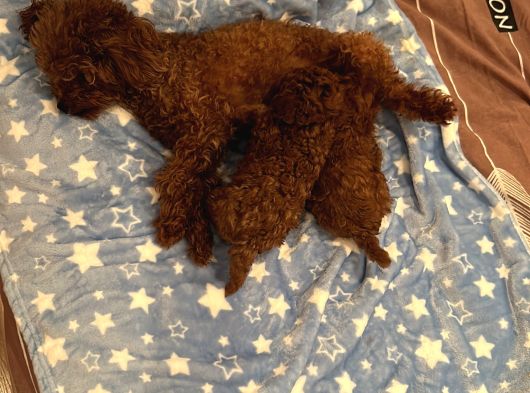 Ev Doğumu Poodle Bebekler görsel