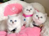 Show Kalite Maviş Point British Shorthair Bebeklerim