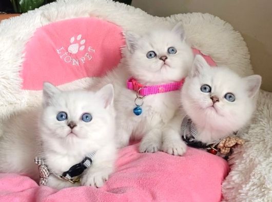 Show Kalite Maviş Point British Shorthair Bebeklerim görsel