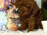 Mükemmel A Kalite Toy Poodle Yavrularımız