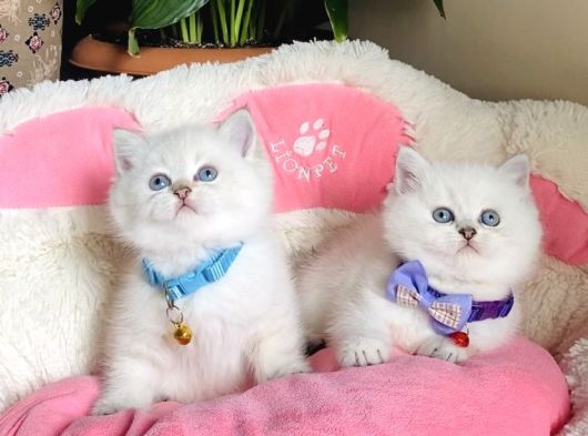 Show Kalite Maviş Point British Shorthair Bebeklerim görsel