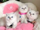 Show Kalite Maviş Point British Shorthair Bebeklerim
