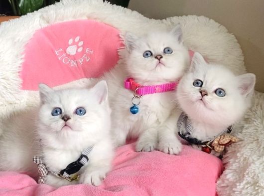 Show Kalite Maviş Point British Shorthair Bebeklerim görsel