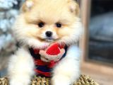 Ayicik Surat Pomerani̇an Boo Ruhsatlı Işletmeden