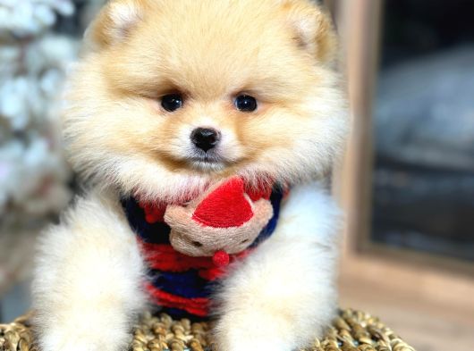 Ayicik Surat Pomerani̇an Boo Ruhsatlı Işletmeden görsel