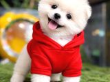 AYICIK SURAT POMERANİAN BOO ruhsatlı işletmeden