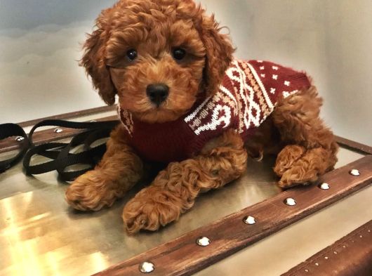 Yumuk Yumuk A Kalite Ev Üretimi Toy Poodle Yavrular görsel