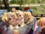 TEACUP BOY MALTİPOO  KG GARANTİLİ