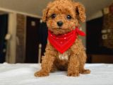 Kore Toy Poodle Ruhsatlı Işletmeden