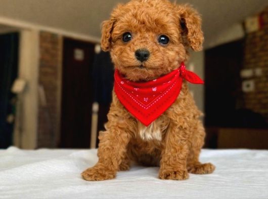 Kore Toy Poodle Ruhsatlı Işletmeden görsel