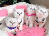 Show Kalite Maviş Point British Shorthair Bebeklerim