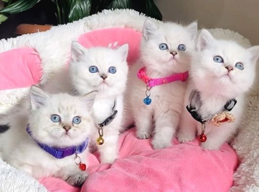 Show Kalite Maviş Point British Shorthair Bebeklerim görsel