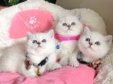 Show Kalite Maviş Point British Shorthair Bebeklerim