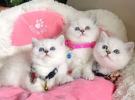 Show Kalite Maviş Point British Shorthair Bebeklerim görsel