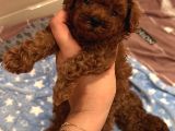 Ev Doğumu Poodle Bebekler