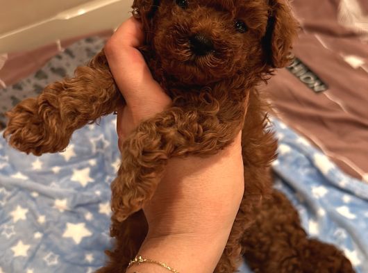 Ev Doğumu Poodle Bebekler görsel