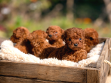 COK ÖZEL MICROTEACUP KOREA POODLE BEBEKLER