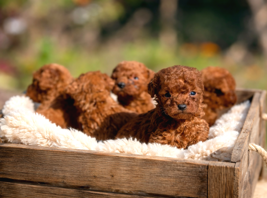 COK ÖZEL MICROTEACUP KOREA POODLE BEBEKLER