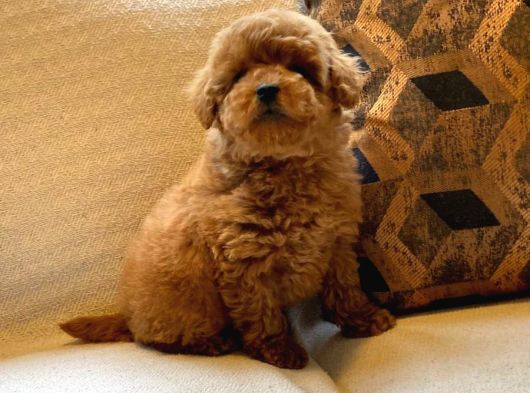 Tea Cup  Orji̇nal Toy Poodle Yavrulari görsel