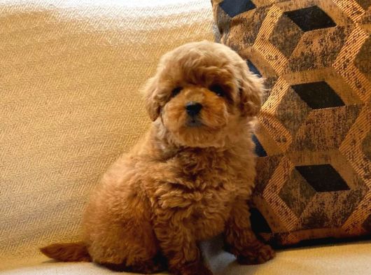 Tea Cup  Orji̇nal Toy Poodle Yavrulari görsel