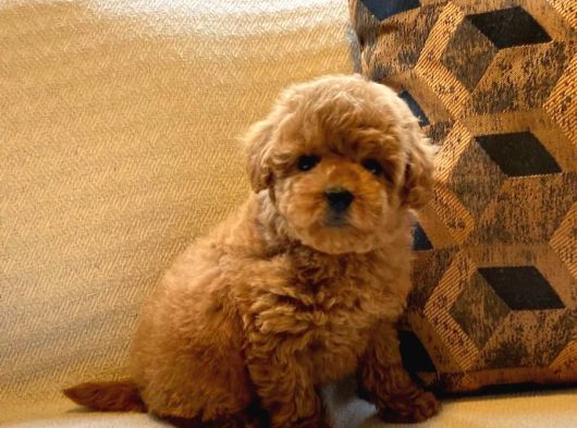 Tea Cup  Orji̇nal Toy Poodle Yavrulari