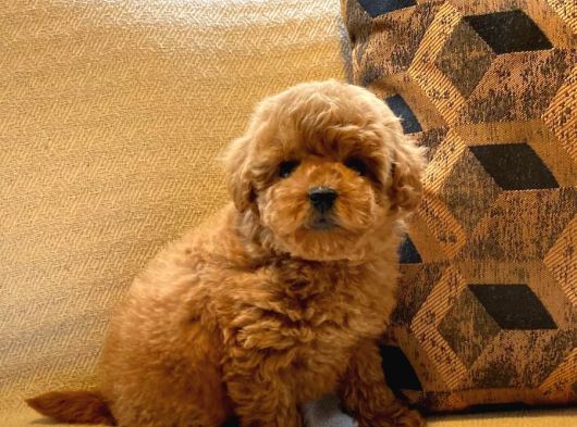 Tea Cup  Orji̇nal Toy Poodle Yavrulari görsel
