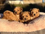 KOREA  mALTIPOO TEACUP  CİŞ EGİTİMLİ AŞILI BEBEKLER
