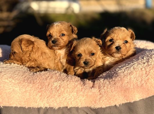 KOREA  mALTIPOO TEACUP  CİŞ EGİTİMLİ AŞILI BEBEKLER