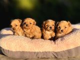 KOREA  mALTIPOO TEACUP  CİŞ EGİTİMLİ AŞILI BEBEKLER