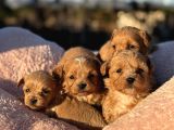 KOREA  mALTIPOO TEACUP  CİŞ EGİTİMLİ AŞILI BEBEKLER