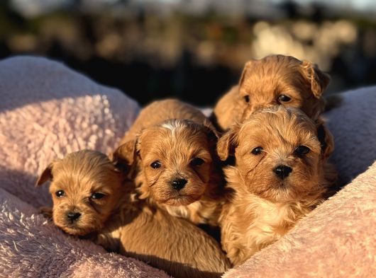 KOREA  mALTIPOO TEACUP  CİŞ EGİTİMLİ AŞILI BEBEKLER