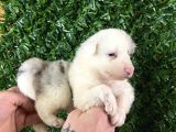 Burkemden Özel Border Collie Yavrularımız