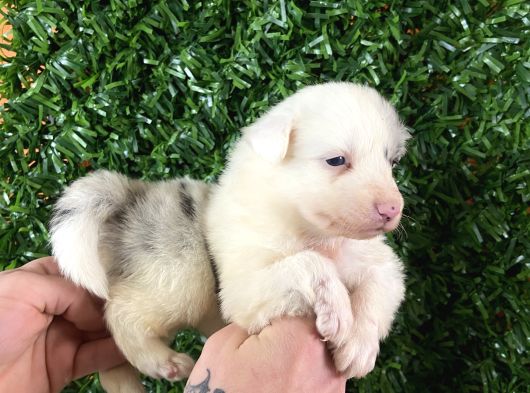Burkemden Özel Border Collie Yavrularımız görsel