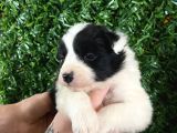 Burkemden Özel Border Collie Yavrularımız