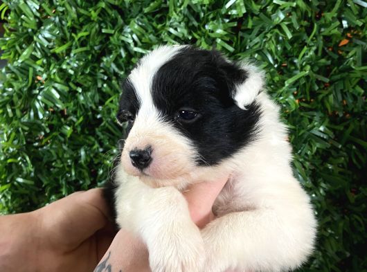 Burkemden Özel Border Collie Yavrularımız görsel