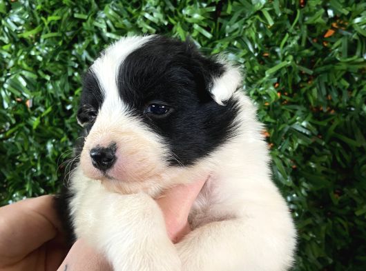 Burkemden Özel Border Collie Yavrularımız görsel